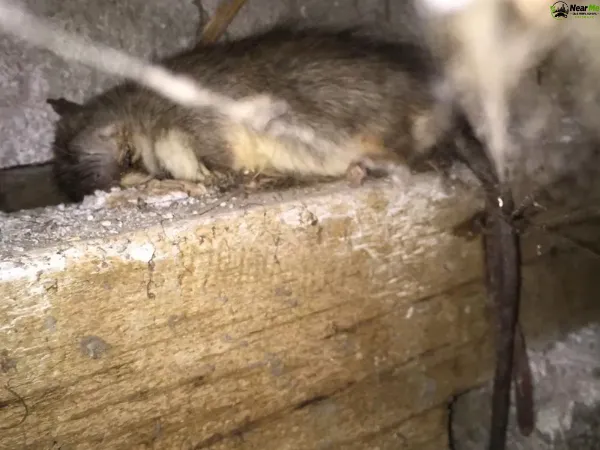 Dead Rat Removal Ironbark